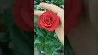 #роза #розы #розочка #цветы #flover #сад #garden #gardening #растения #flower #цветущиецветы