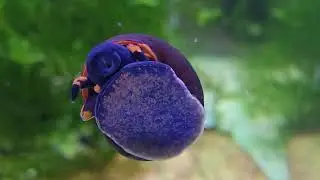 Blueberry Snail 