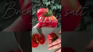 HEIRLOOM TOMATO Series: Bread and Salt tomato!