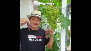 #garden #gardening #grape #grapevine #anggur  Video2 Perawatan & Pemupukan Pohon2 Anggur Import