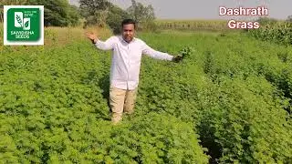 Dashrath Grass. High Protein Grass for All Animals. Hedge Lucerne. Best Green Fodder #greenfodder