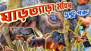 War over cow and buffalo nose rope 02 || Purbasha Agro