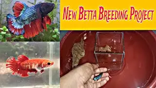 Starting a New Betta Breeding Project 🐠 | Plakat Betta Fish Pair | Simple Bucket Setup