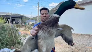 KIẾM CỦI VỀ ĐUN B&Aacute;NH TRƯNG / Vĩnh Vlog