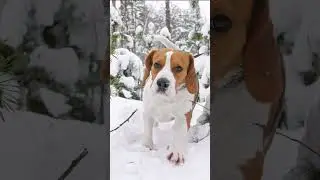 Плохо ли пахнут бигли?