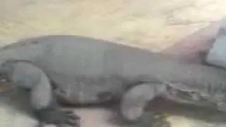 Monitor Lizards on Sapi Island