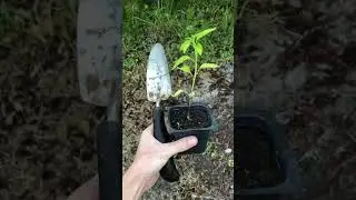 Guerrilla Gardening