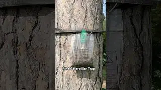 🐛 Caterpillar Trap Installed on Paris Pine Tree 🌲