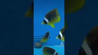 Tropical Marine Centre