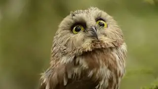 Superb Owl Party