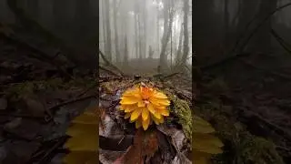 Chrysanthera solaris sighted alone in beech litter - single adult in full golden bloom phase