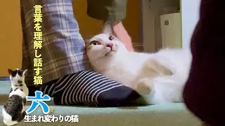 言葉を理解して、しゃべる猫の六と子供のいない夫婦の親子の様な日常。帰宅時の愛猫のお出迎えが可愛すぎました | [生まれ変わりの猫] 六