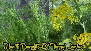 From fennel seeds to leaves, everything is beneficial for the skin, know their 5 uses and benefits.