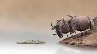 Ingwenya