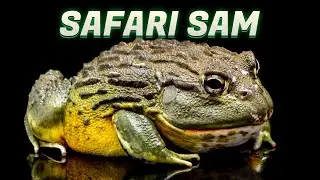African Bullfrog Feeding GONE WRONG with Safari Sam!
