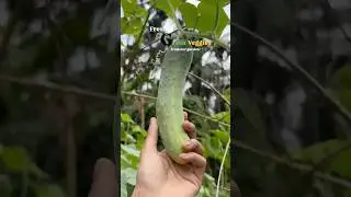 Fresh from garden 🫜🪴👨&zwj;🌾🪏#freshfromgarden