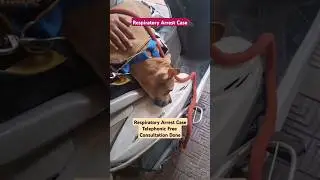 Dog Respiratory Arrest Case ll #shortfeed #shortsfeed #shorts #dog #doglover #animallover #ytshorts