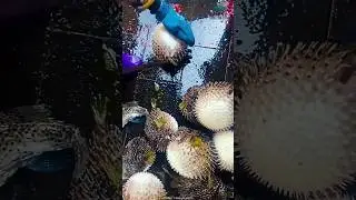 😱🐡இதை கடைசிவரை பாருங்க|#shorts #pufferfish