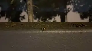 Large Spotted Ladybird (Harmonia conformis) (Part 1) (2022-10-15)