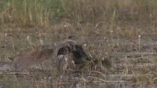 Photo d'oiseaux au Djoudj - S&eacute;n&eacute;gal