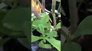 May Lee&rsquo;s plant collection 2022