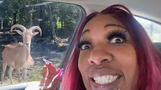 FIRST TIME GOING TO A DRIVE THROUGH SAFARI!! *SUPER FUNNY 😂*