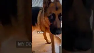 Bombastic Side Eye #dog #germanshepherd