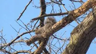 NJ's Blizzard of 2011 - Squirrel in view (part 1)...