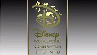 Cold Sea Turtles Receive Care from Disney Animal Programs Cast Members
