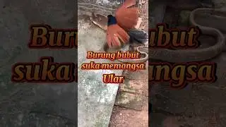 Burung bubut suka berburu dan memangsa ular ‼️