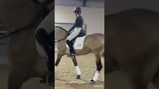 OSC - Buckskin Lusitano gelding 7 years