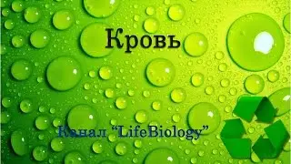 Кровь