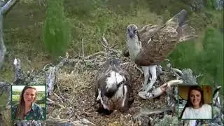 Media darlings the Loch Arkaig Ospreys starring on BBC Springwatch: News from the Nests 5 Jun 2020