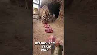 cat and tiger love #animals #love #care