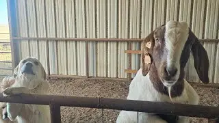 Meeting my goats