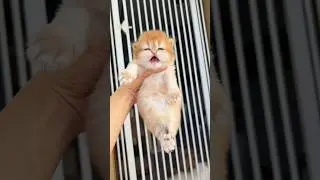 Adorable Kitten 🐾 Sweetest Meow Ever!