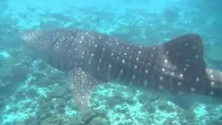 Swimming with a whale shark in the Maldives