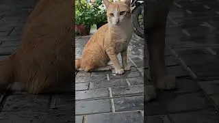 #meowing #virals #reels #shorts #reels #virals #reelsfyp #kittycat #kitty #fighte