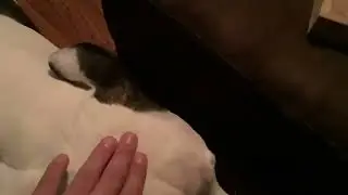 Funny dog shaking