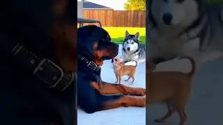 Funniest thing today 🇺🇸🇬🇧 #FunnyDogs #DogComedy #ViralShorts #USAFunny #UKFunny