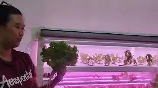 HARVEST FRESH LETTUCE HYDROPONICS