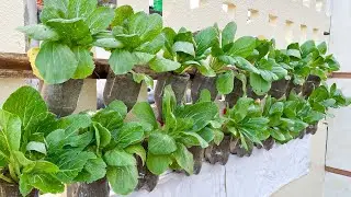 Grow Clean Vegetables for Family, No Garden, Only With Plastic Bottles