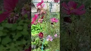 Deadhead your flowers for more blooms! A quick snip will promote longer flower production.
