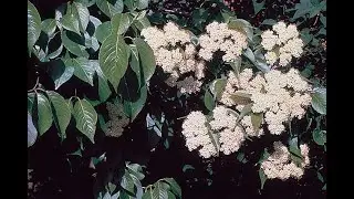 Garden Answer: Viburnum Lentago   Nannyberry Viburnum