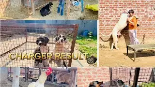 Charger dog kennel & cheema dairy farm review # vlog #youtube #bully dog#bullybreed