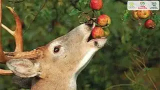 &iquest;Sab&iacute;as Qu&eacute;? Venado Cola Blanca