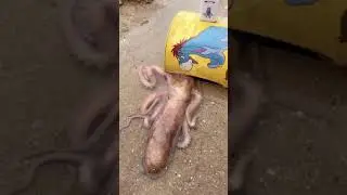 Amazing people catching sea animals | trending bucket