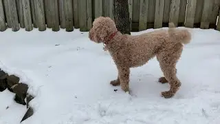 Ice melts can be dangerous for dogs