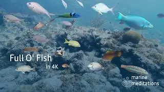 Reef Calm #08 | Full o' Floating Fish in the Waves | Relax Your Mind For 1 Hour