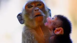 🌿 Relaxing Music With Baby Monkey Feels the Soft Rhythm of the Forest and Warm Light